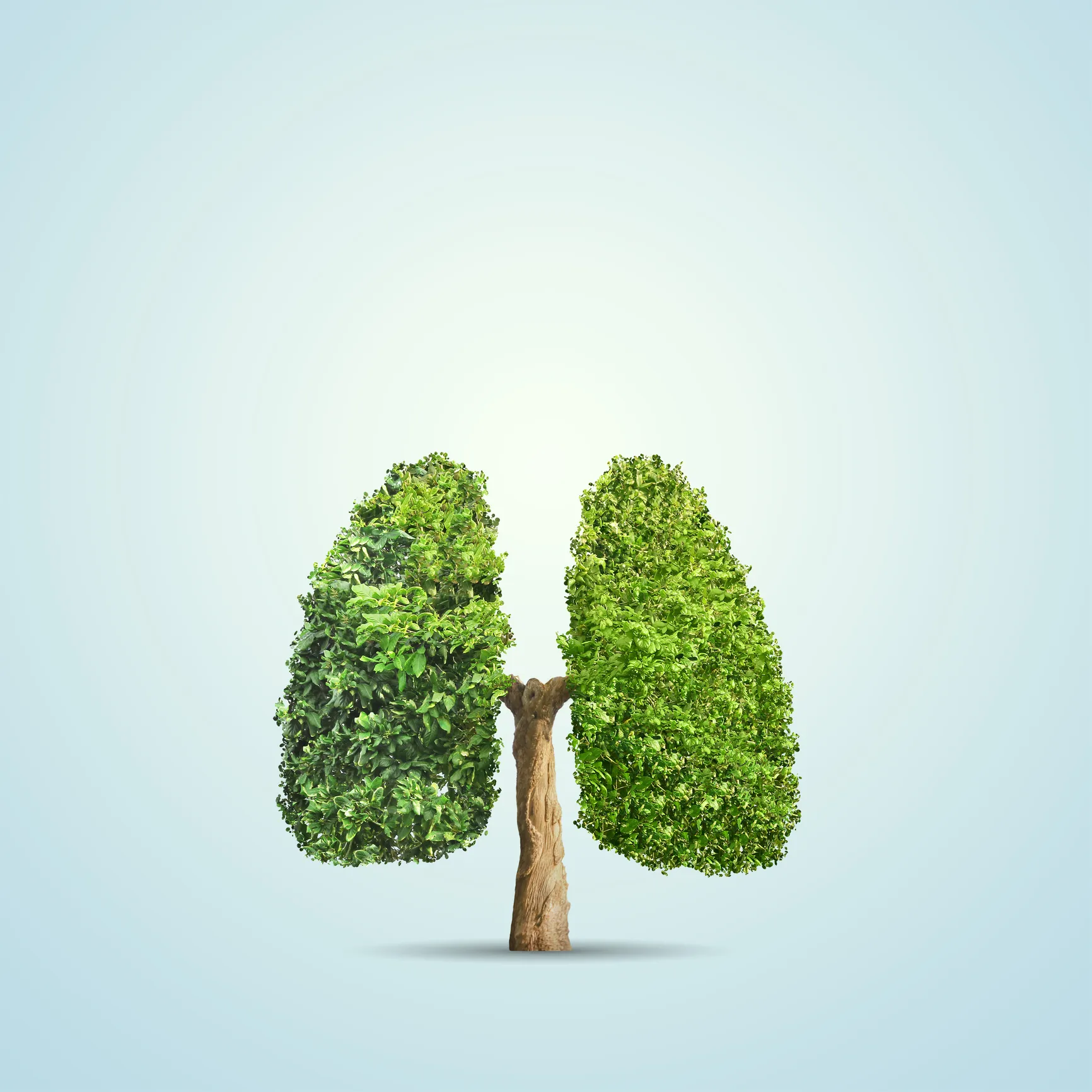 Istock - Arbre poumons