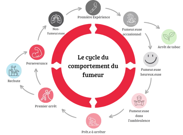 le cycle de comportement du fumeur